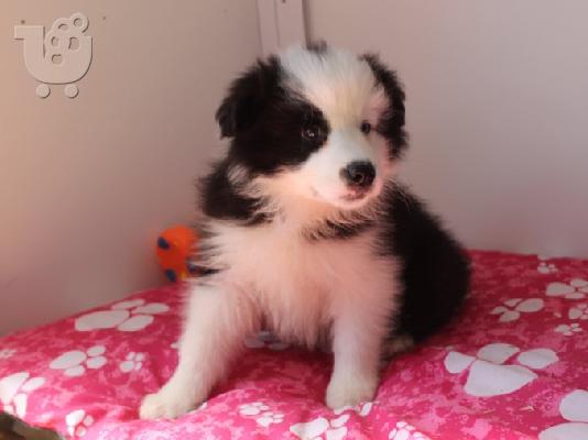 PoulaTo: Κουτάβια Border Collie